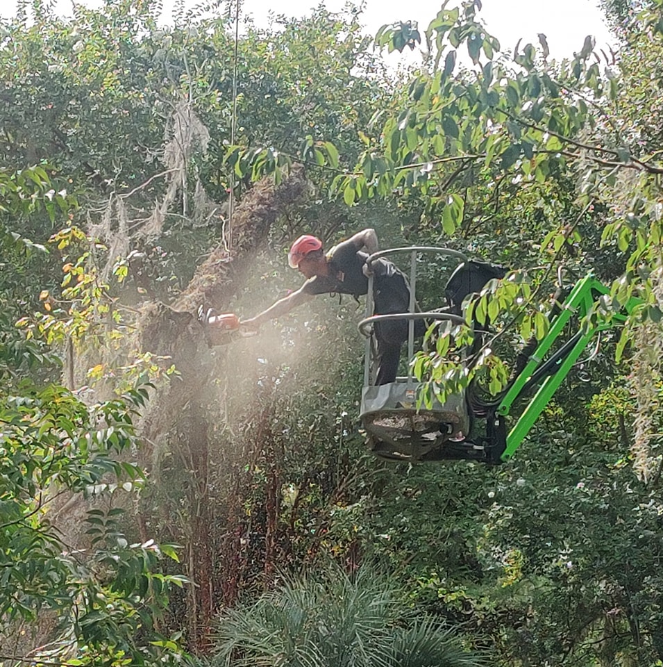 North Florida Tree Removal Service