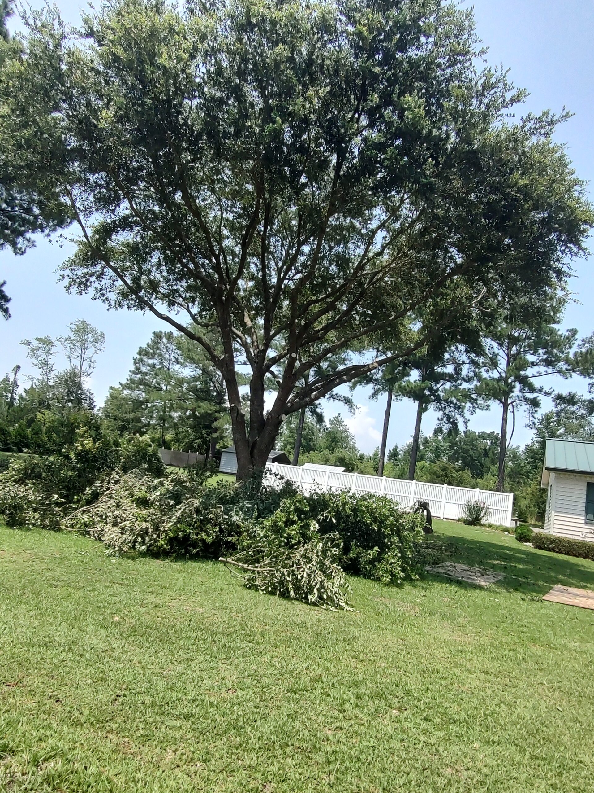 Tallahassee Florida Tree Trimming