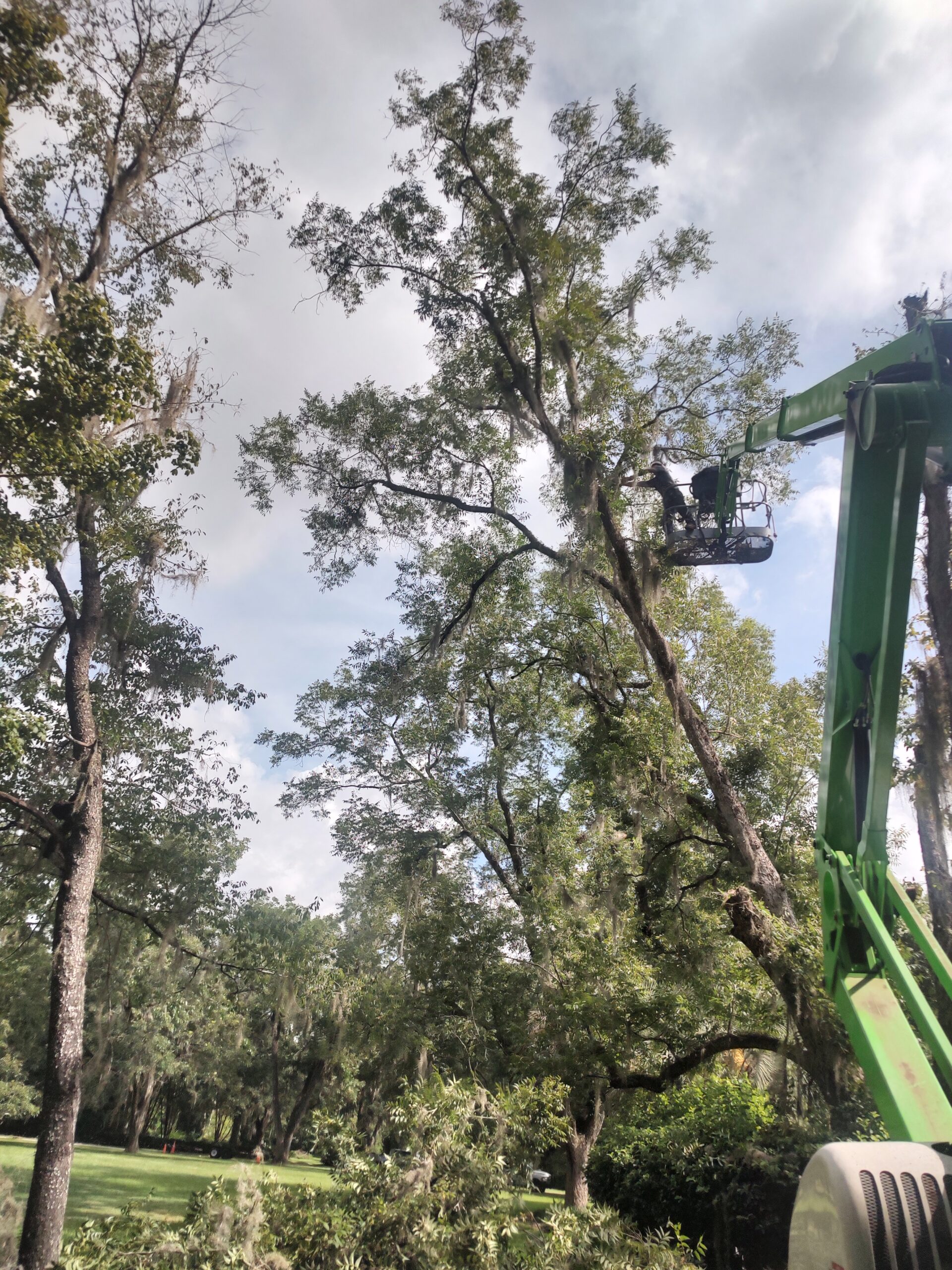 Marianna Florida Tree Removal